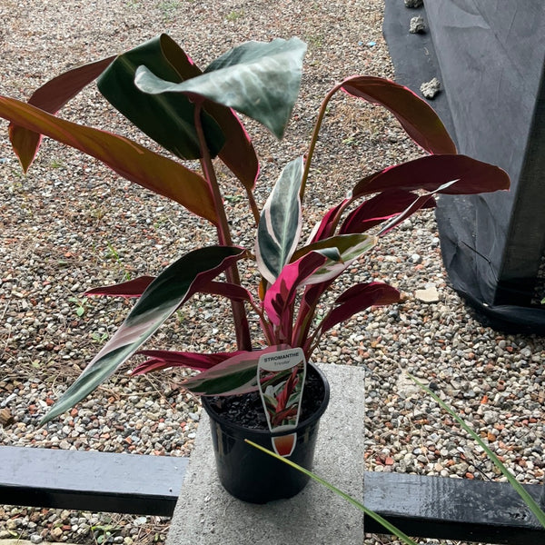 Stromanthe Sanguinea Triostar