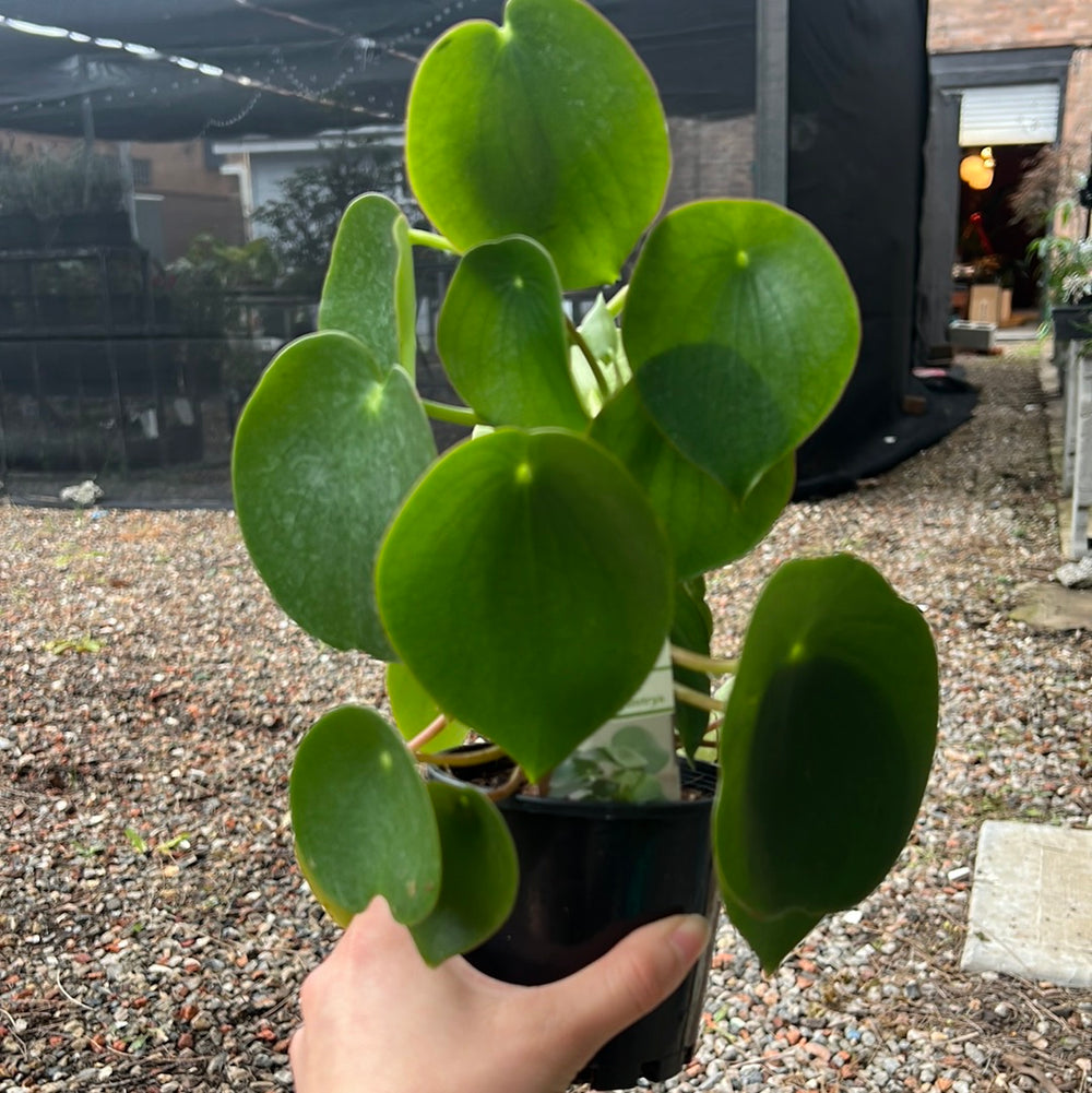 Peperomia Tear Drop