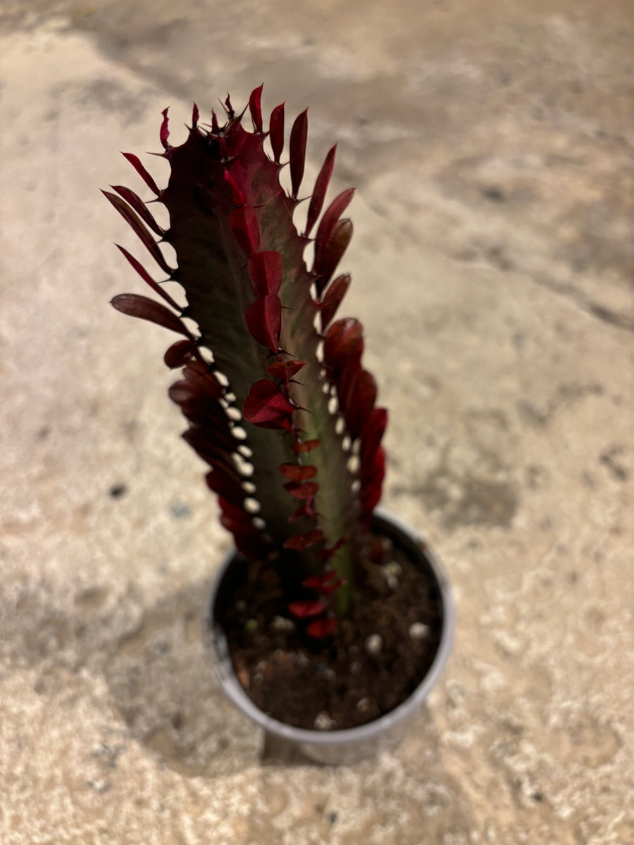 EUPHORBIA TRIGONA