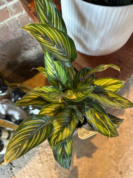 Calathea sanderiana 130mm
