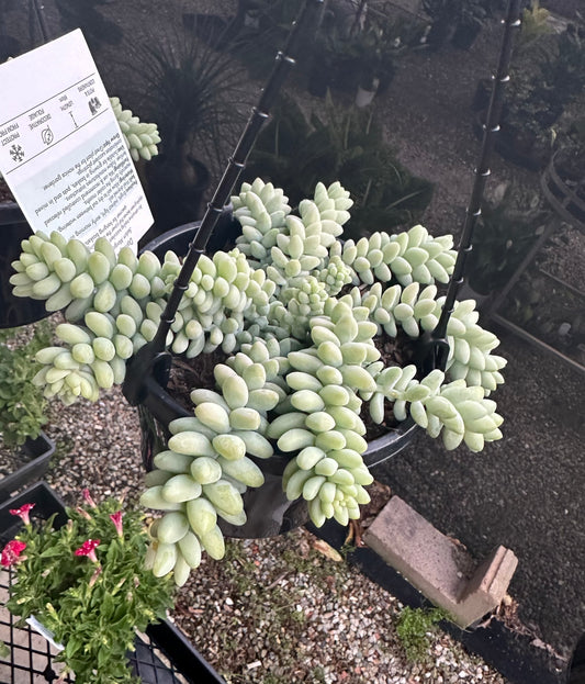 DONKEY TAILS