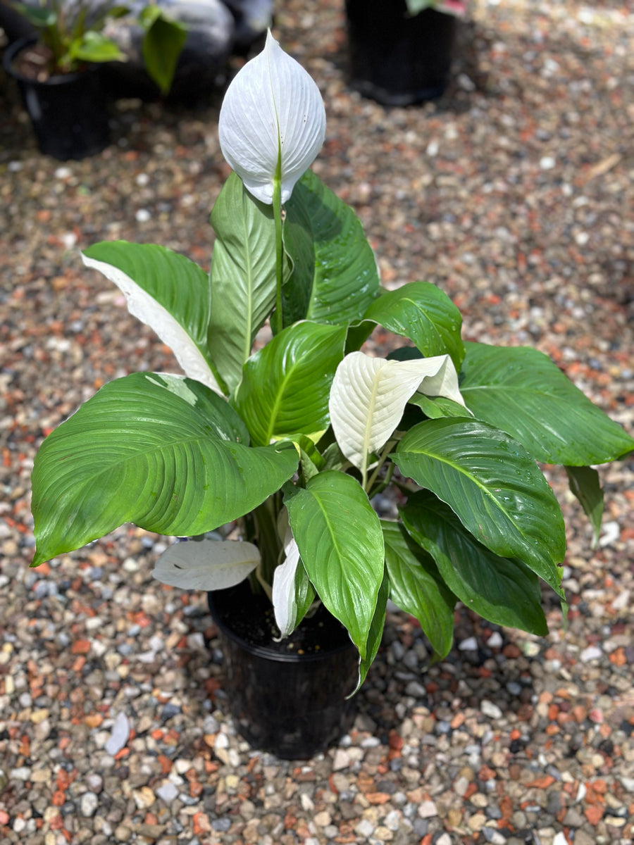 SPATHIPHYLLUM PICASSO