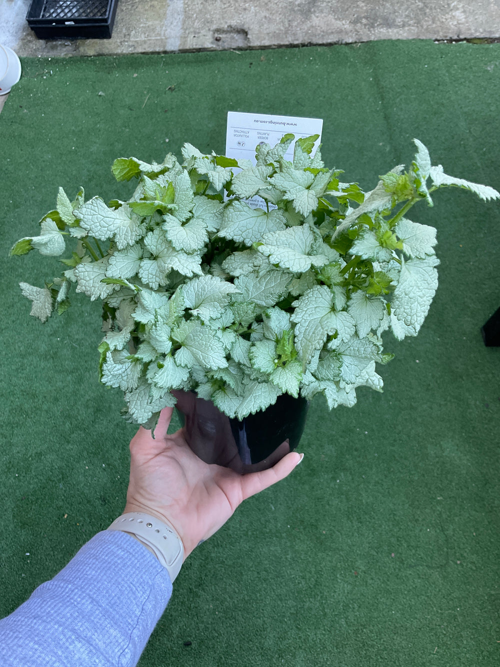 Lamium maculatum 'Marshmallow'