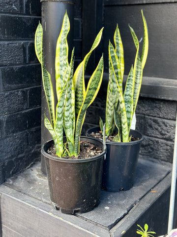 SANSEVIERIA LAURENTII 200MM