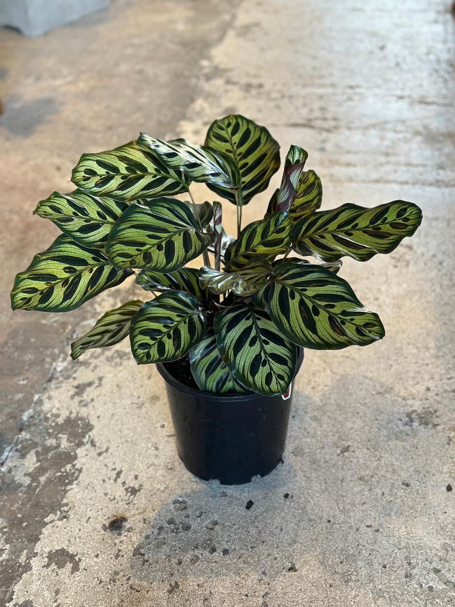 CALATHEA MAKOYANA