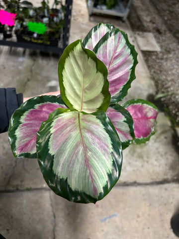 CALATHEA ROSEOPICTA WHITE CLOUD