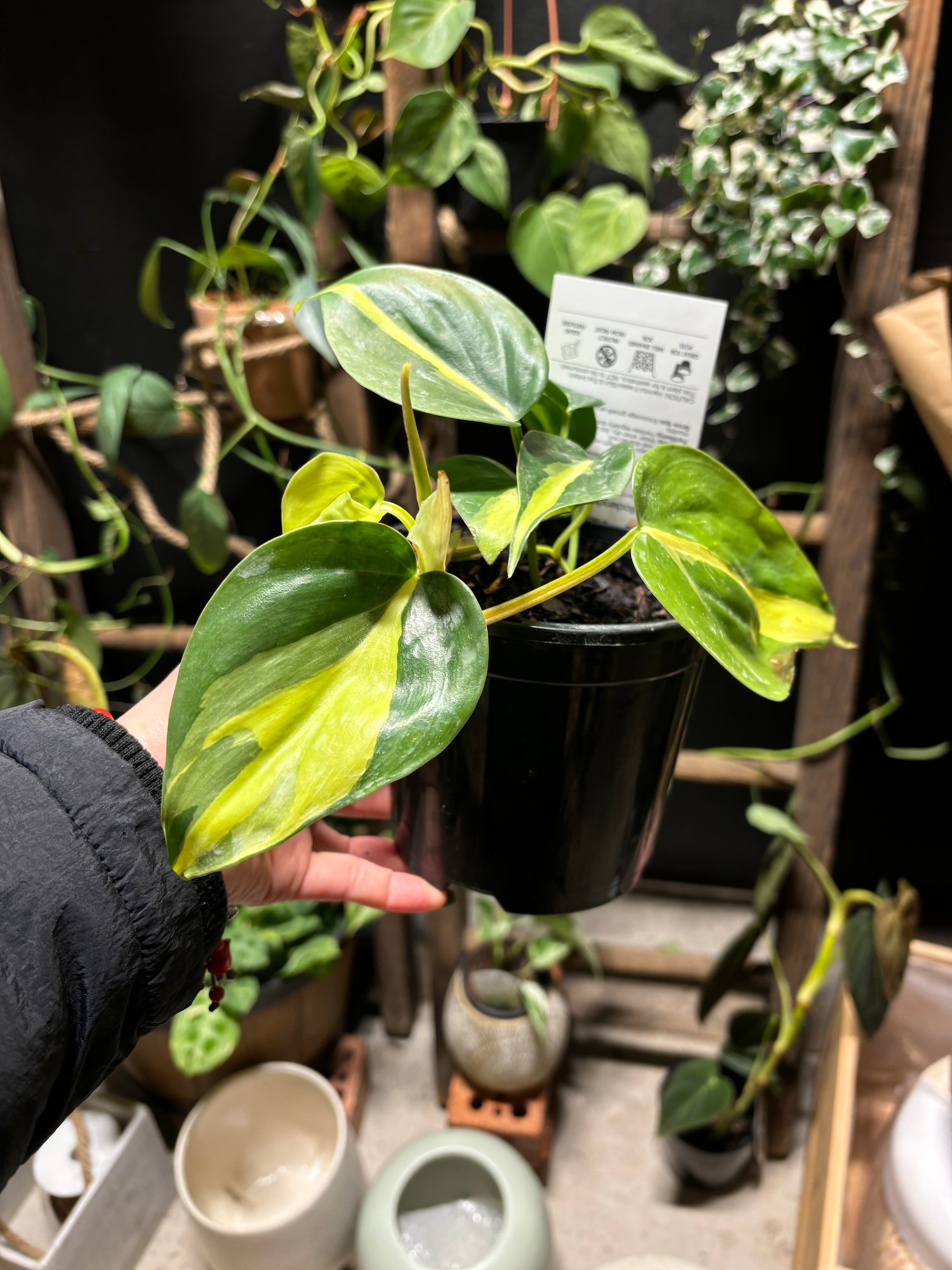 buy philodendron brasil australia PHILODENDRON BRASIL