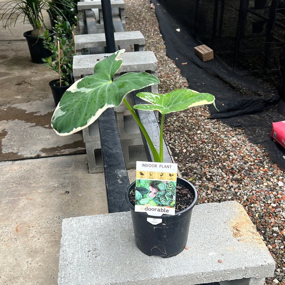 Syngonium Albo Mickey Mouse