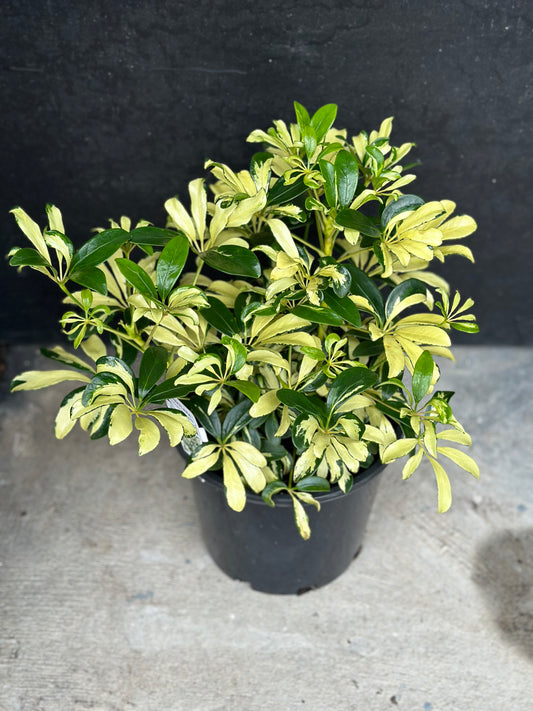 SCHEFFLERA DWARF UMBRELLA