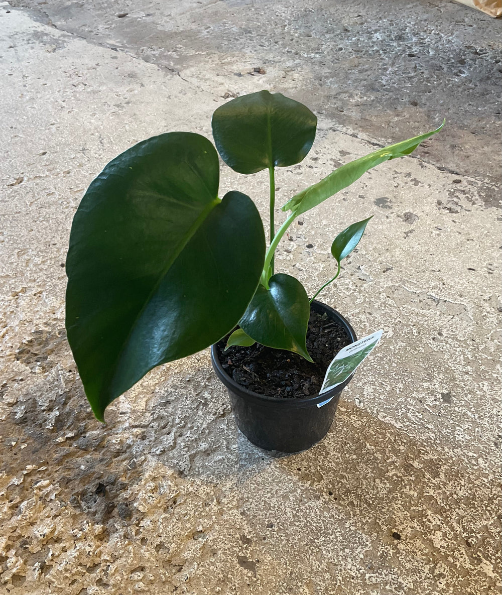 Monstera Deliciosa
