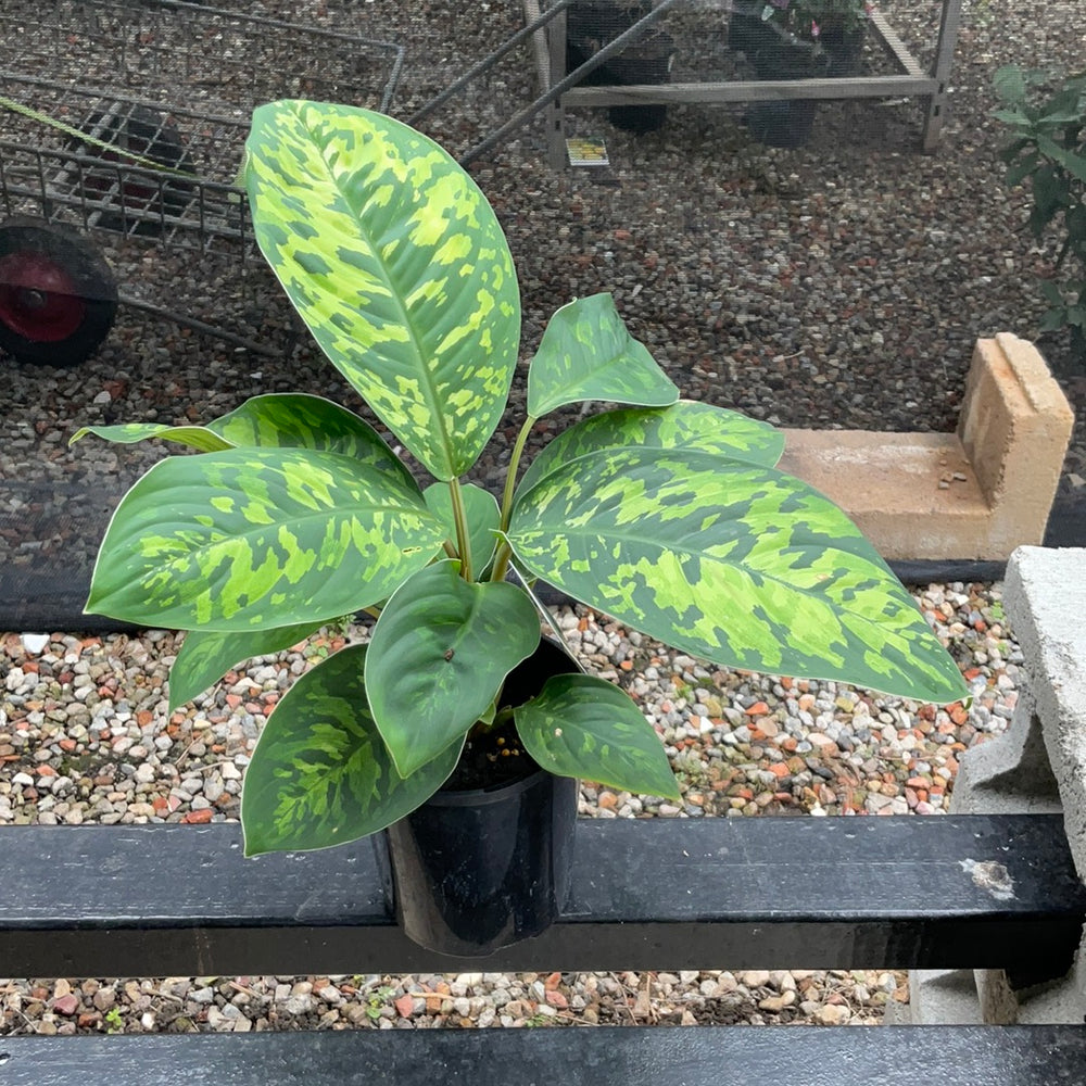 Homalomena Camouflage