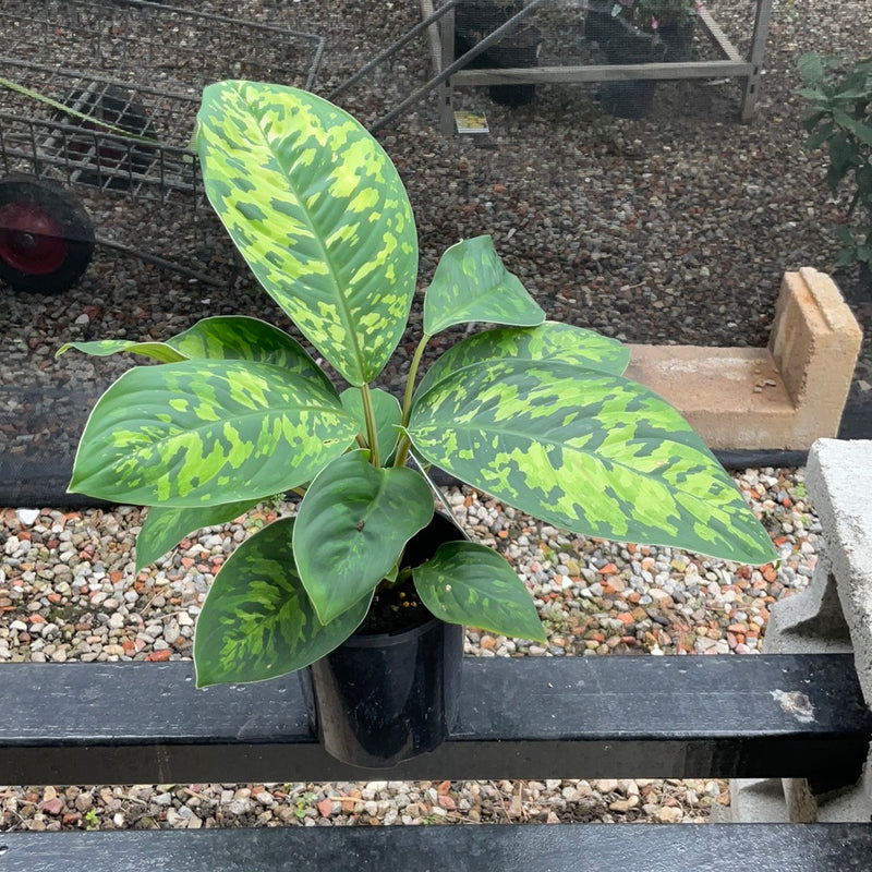 HOMALOMENA CAMOUFLAGE