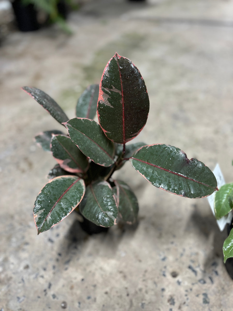 FICUS RUBY