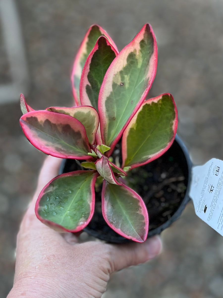 PEPEROMIA CLUSIIFOLIA