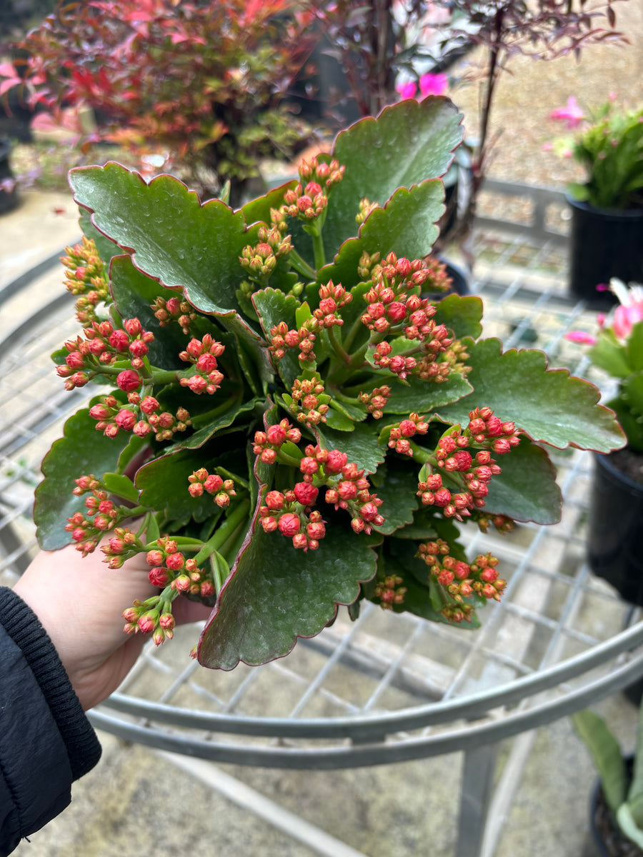 KALANCHOE CALANDIVA