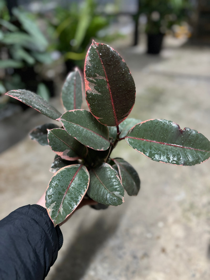 FICUS RUBY