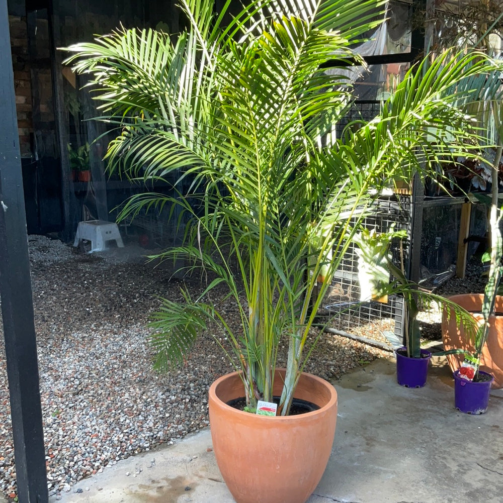 Golden Cane Palm (400mm)