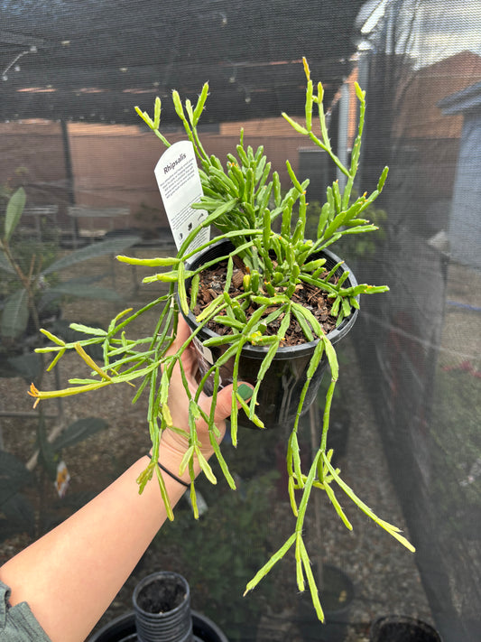 RHIPSALIS