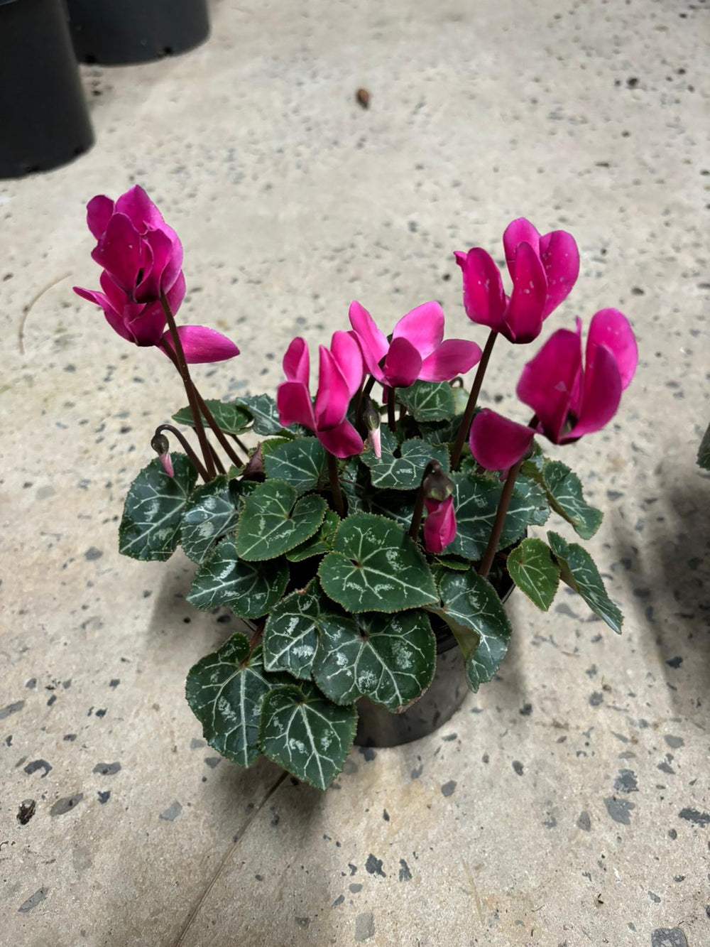 Cyclamen