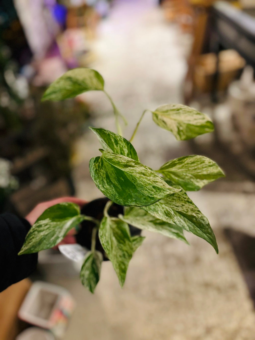 Pothos Marble Queen