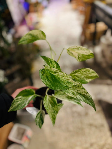 POTHOS MARBLE QUEEN