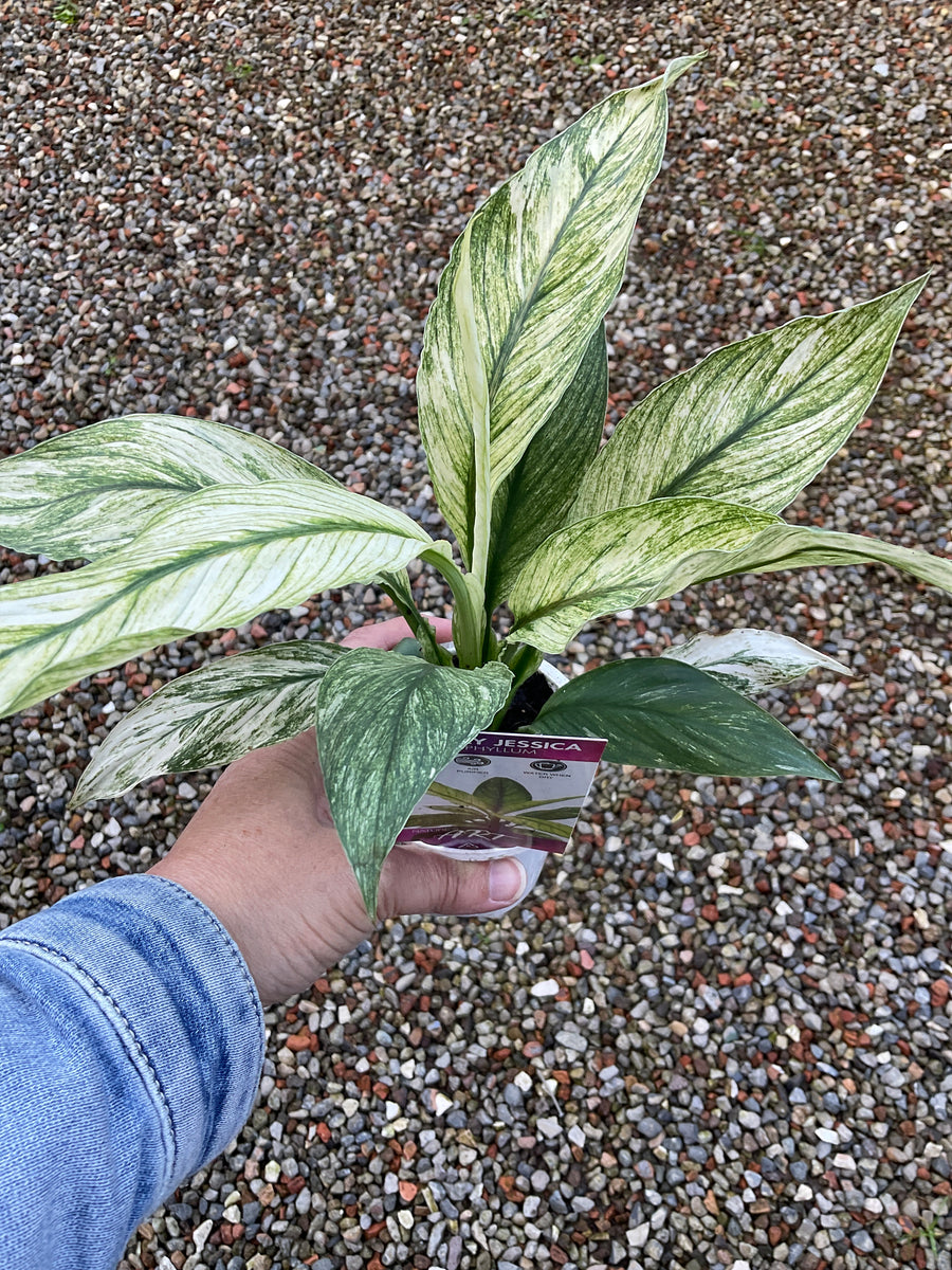 VARIEGATED PEACE LILY