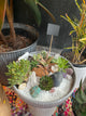 Custom Miniature succulent garden