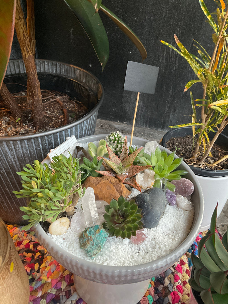 Custom Miniature succulent garden