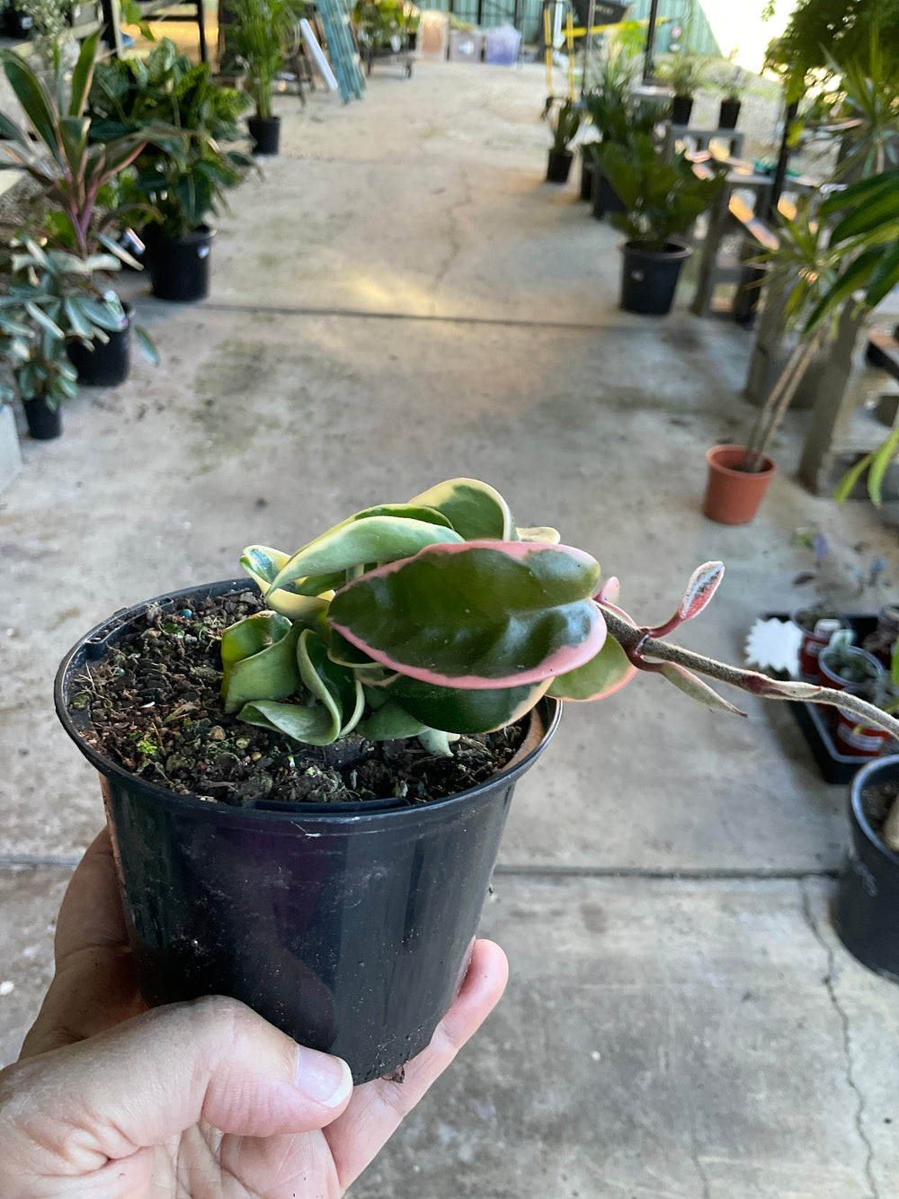 Variegated Hoya