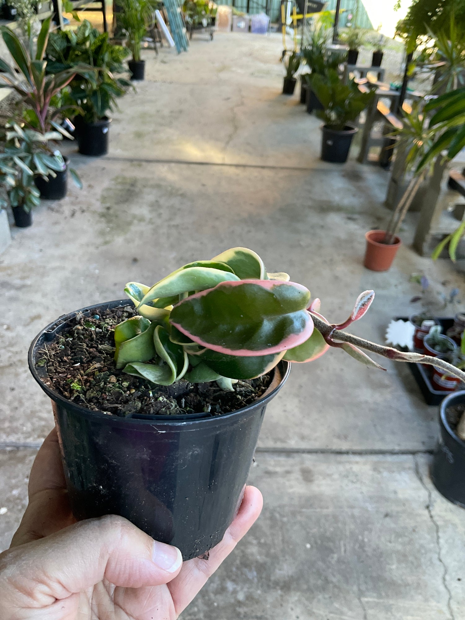 VARIEGATED HOYA PLANTS