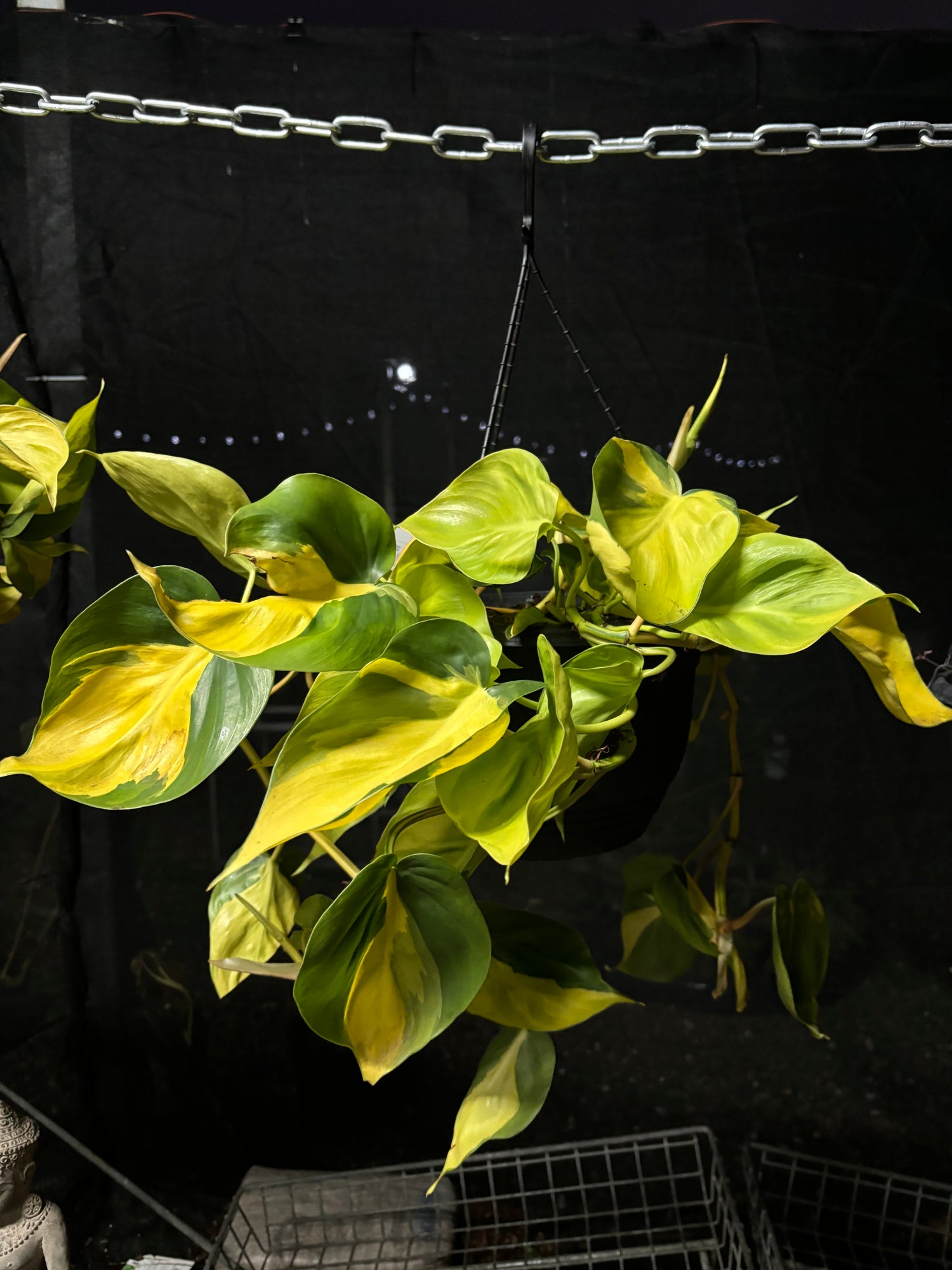 PHILODENDRON BRASIL