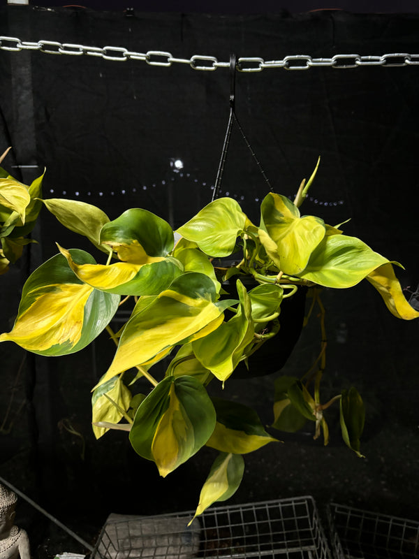 Philodendron Brasil