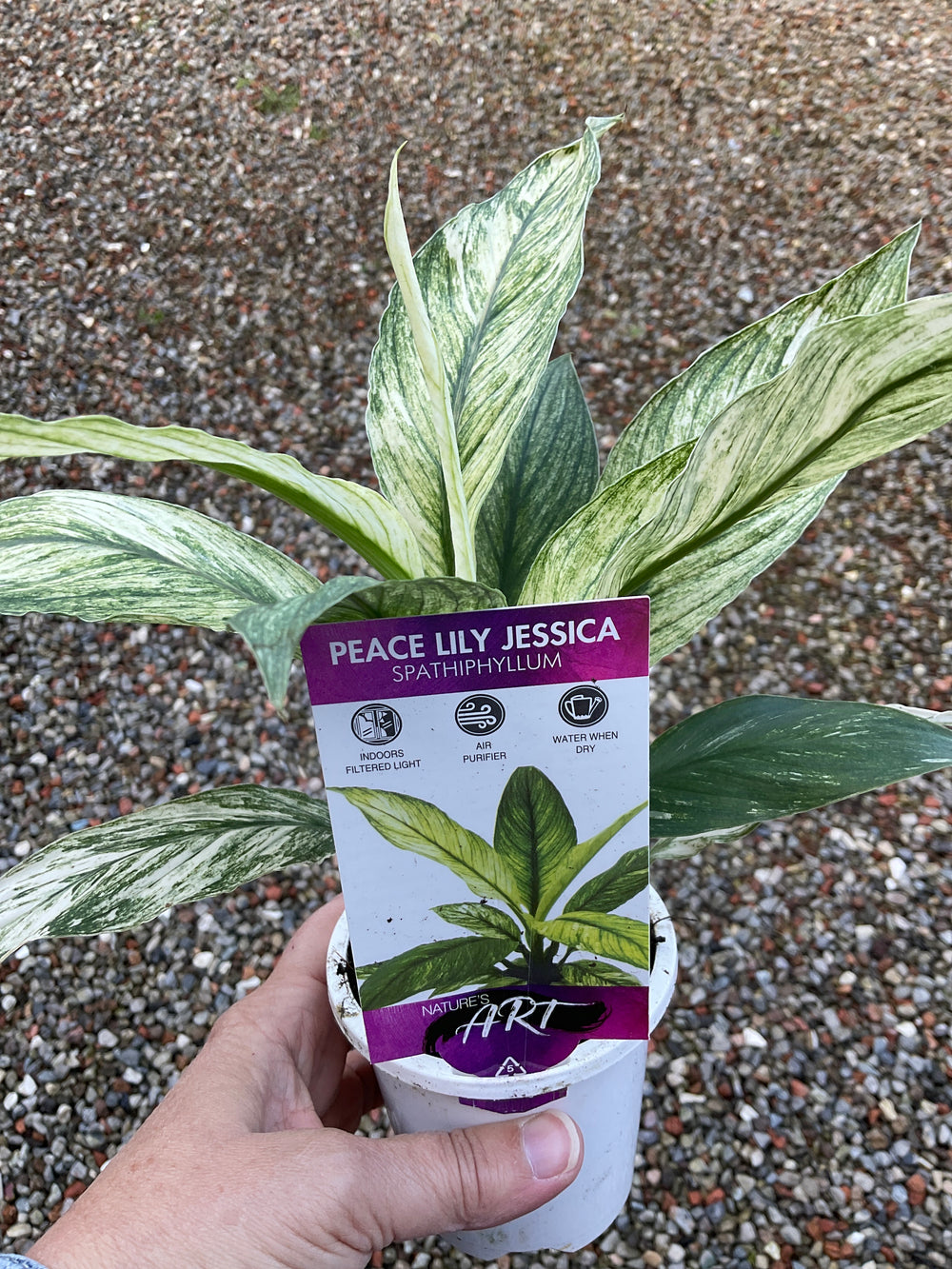 Variegated Peace Lily