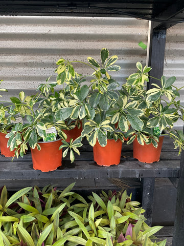 SCHEFFLERA DWARF UMBRELLA