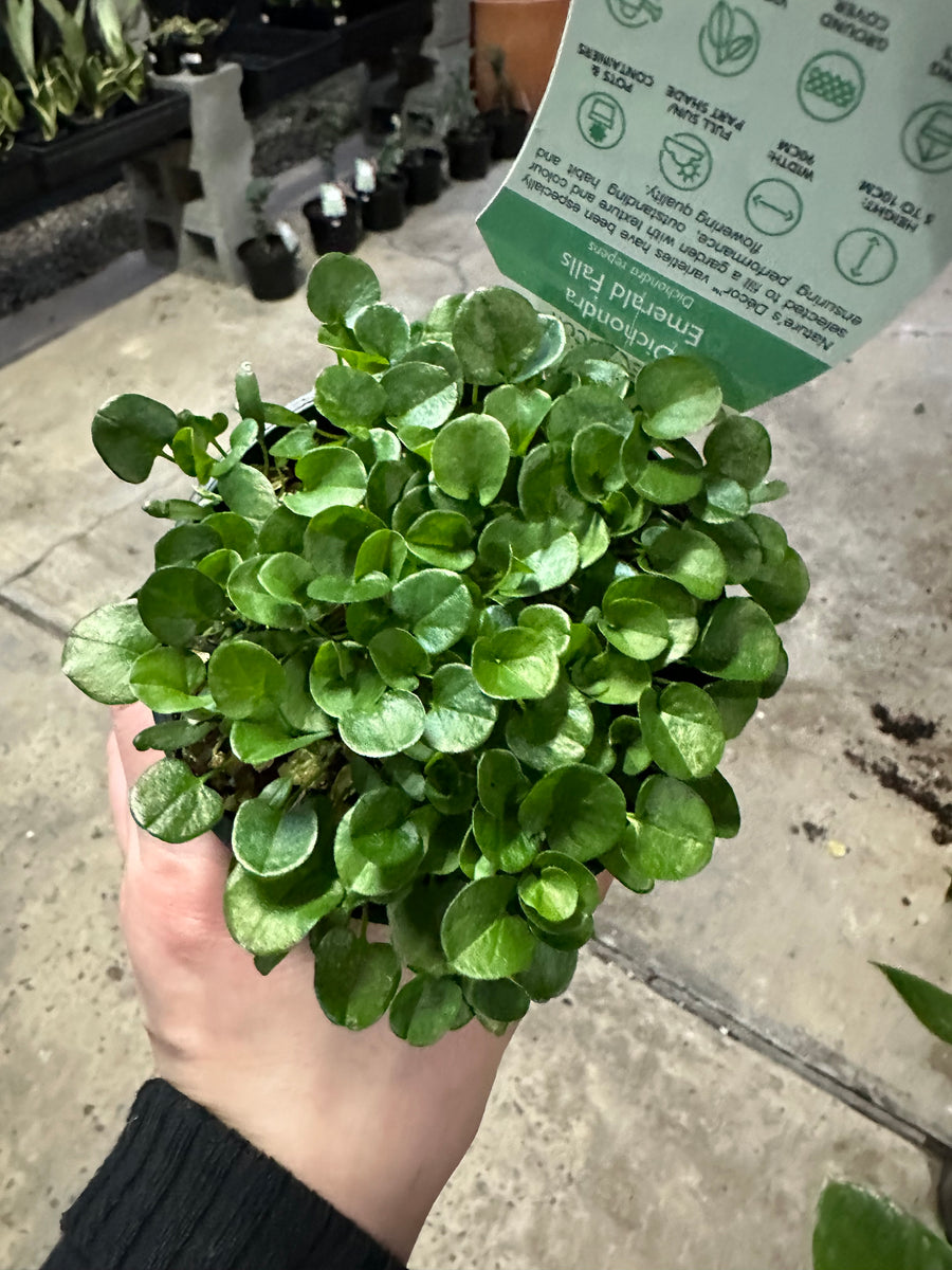 DICHONDRA