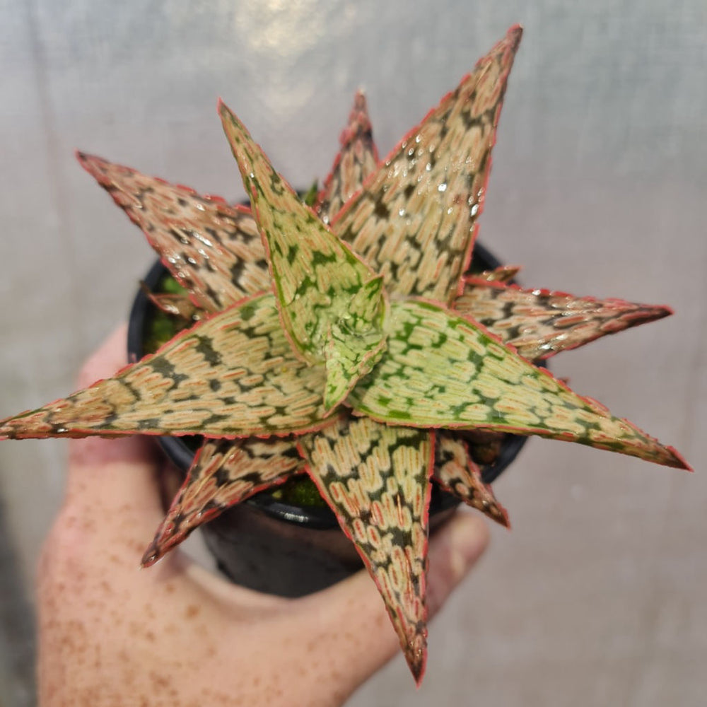Aloe Pink Blush