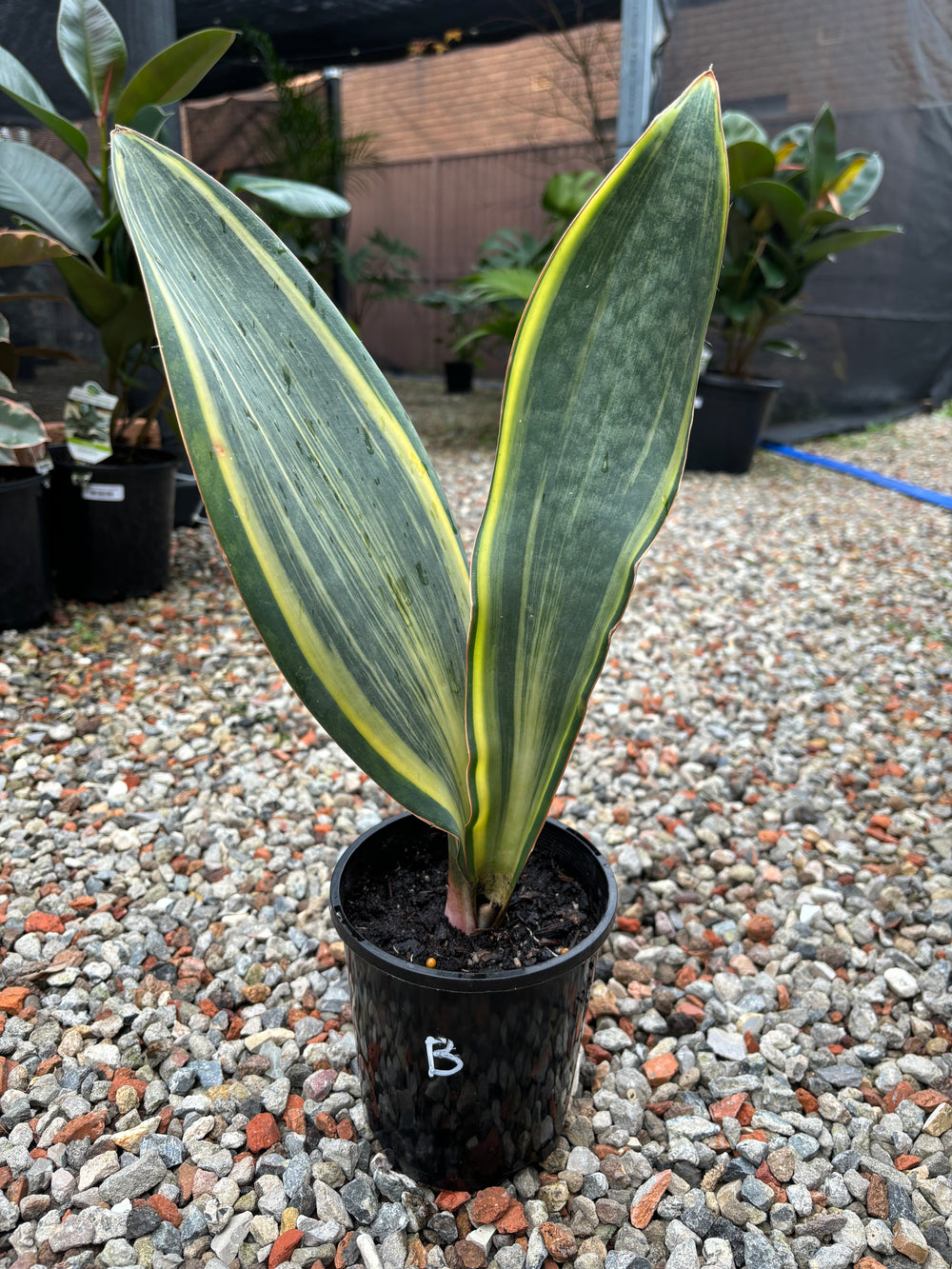 Sansevieria masoniana Variegated Whale Fin