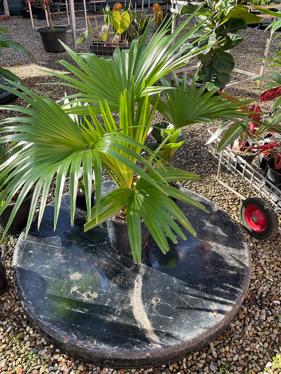 CHINESE FAN PALM