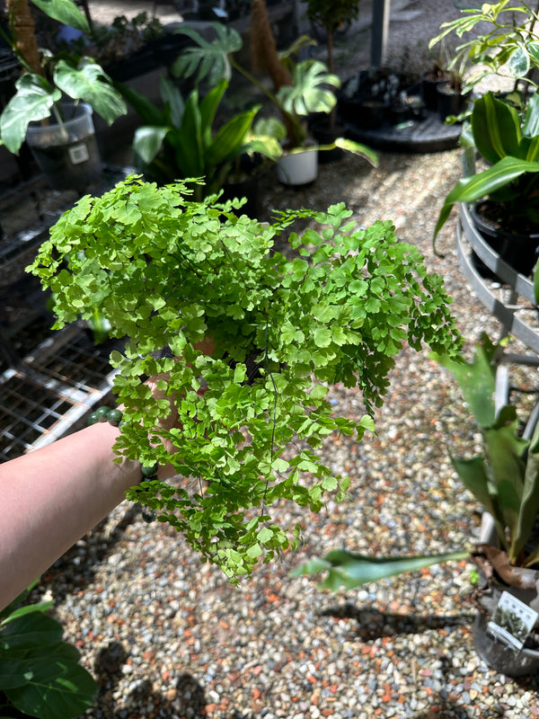 Maidenhair Fern