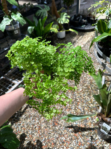 MAIDENHAIR HAIR