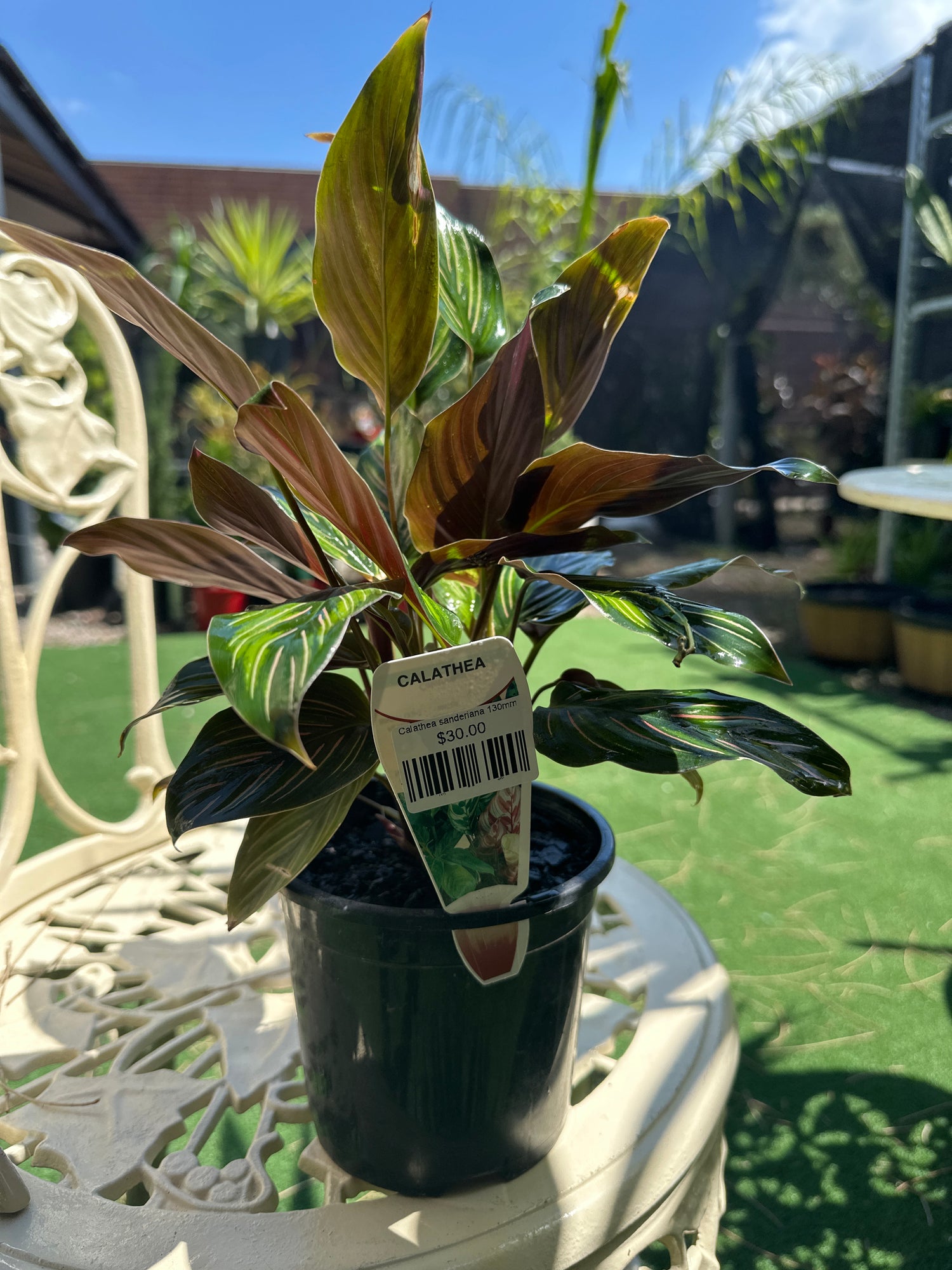 Calathea sanderiana 130mm