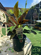Calathea sanderiana 130mm