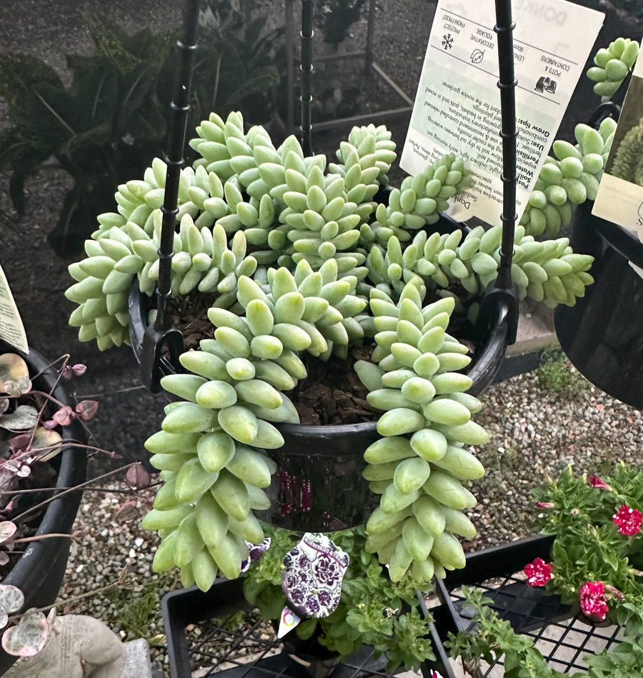 DONKEY TAILS