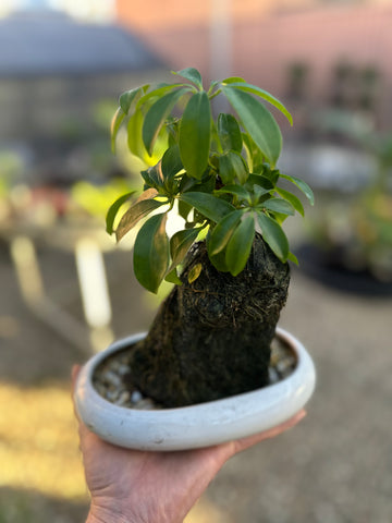 SCHEFFLERA BONSAI