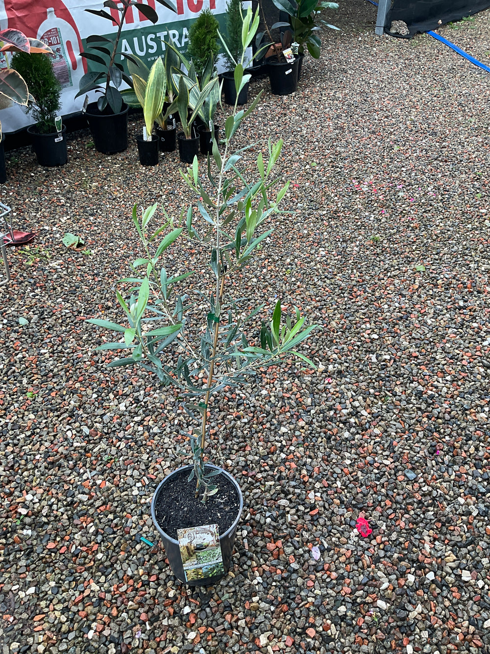 Olive Tree
