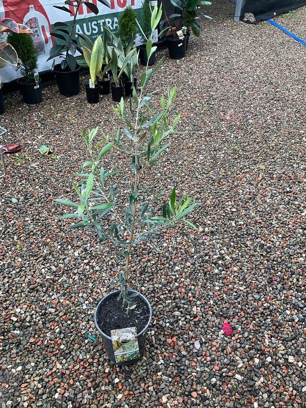 Olive Tree