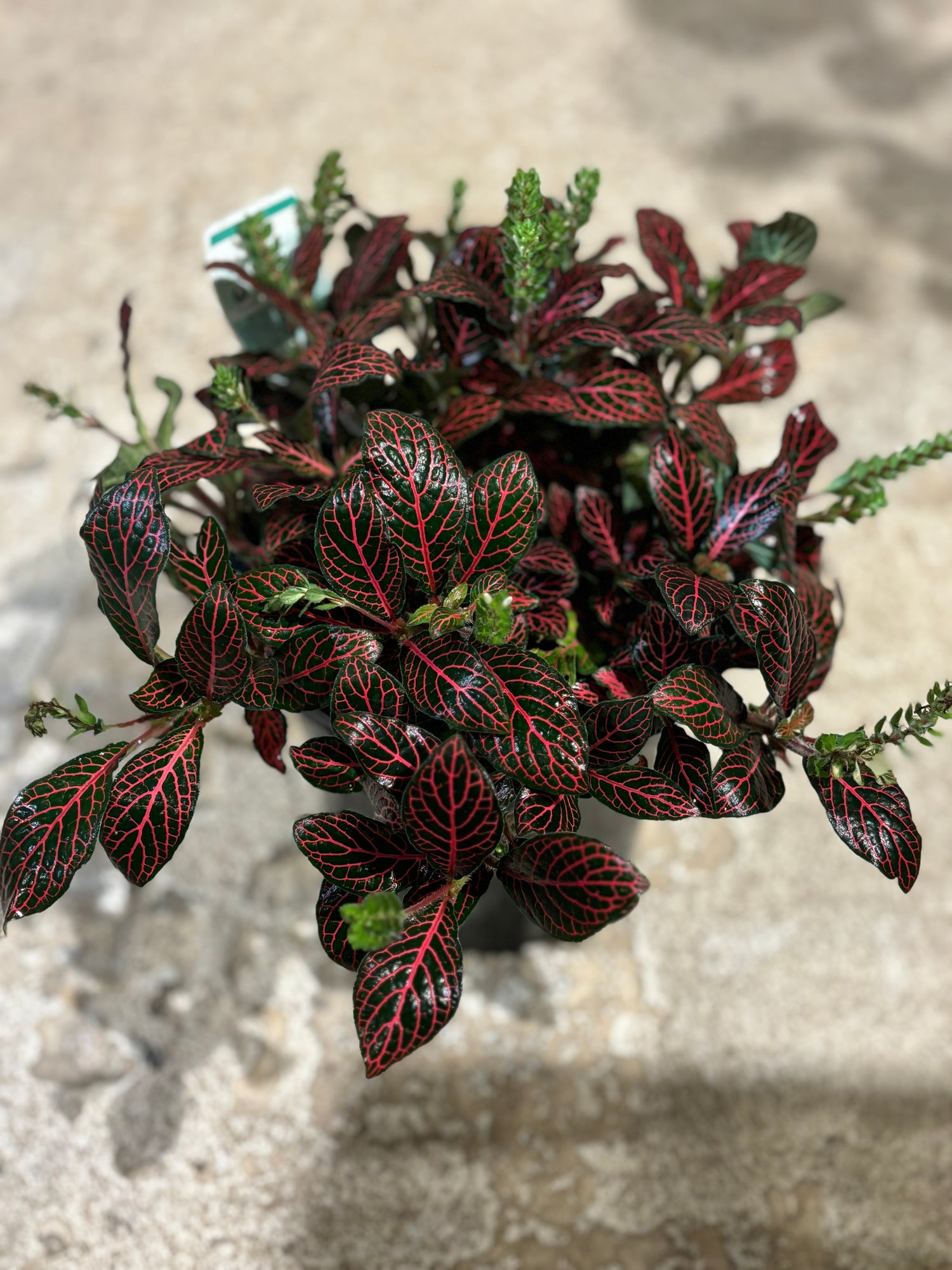 FITTONIA