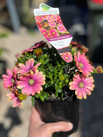 OSTEOSPERMUM PINK SUN