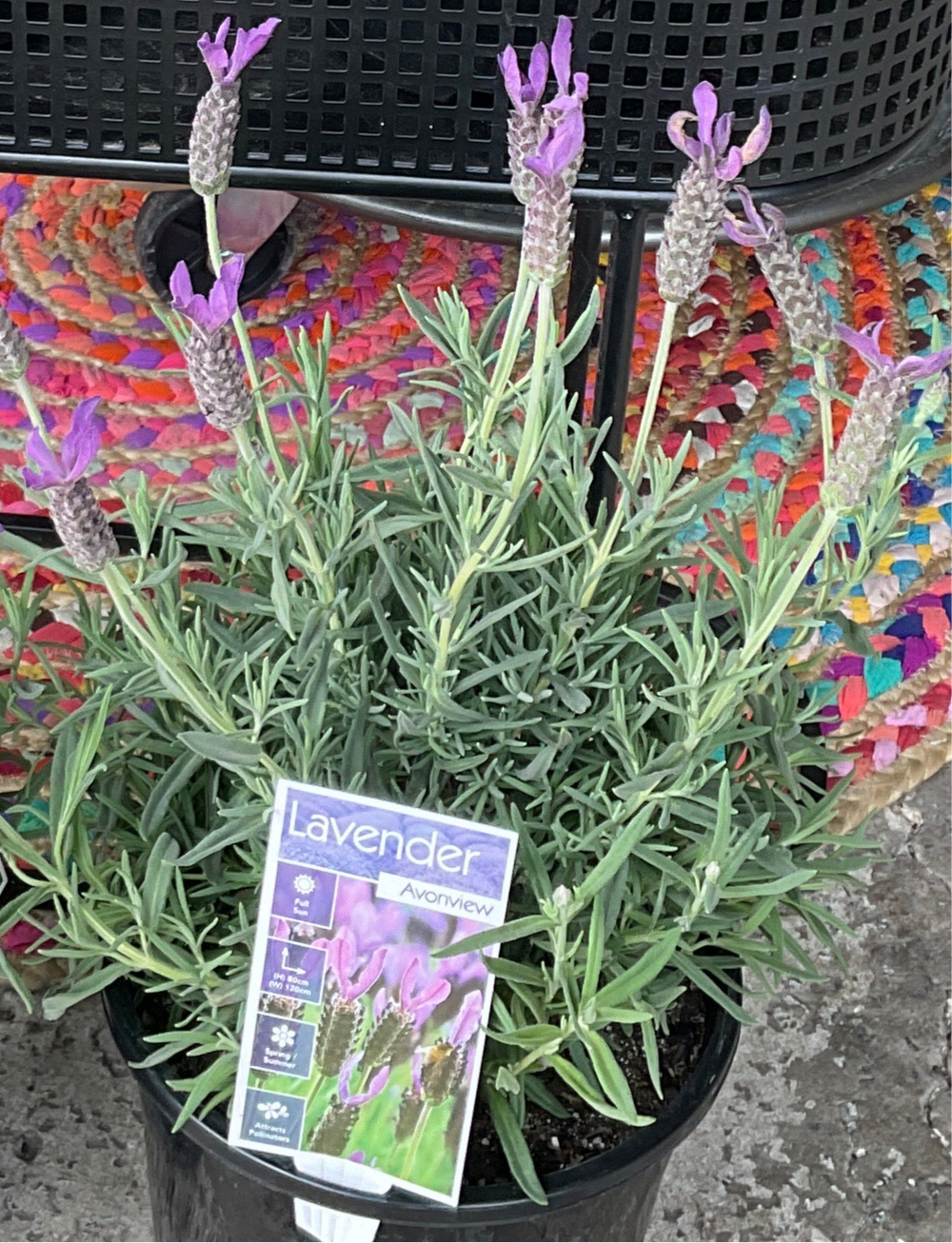 Lavandula La Diva