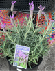 LAVENDULA LA DIVA